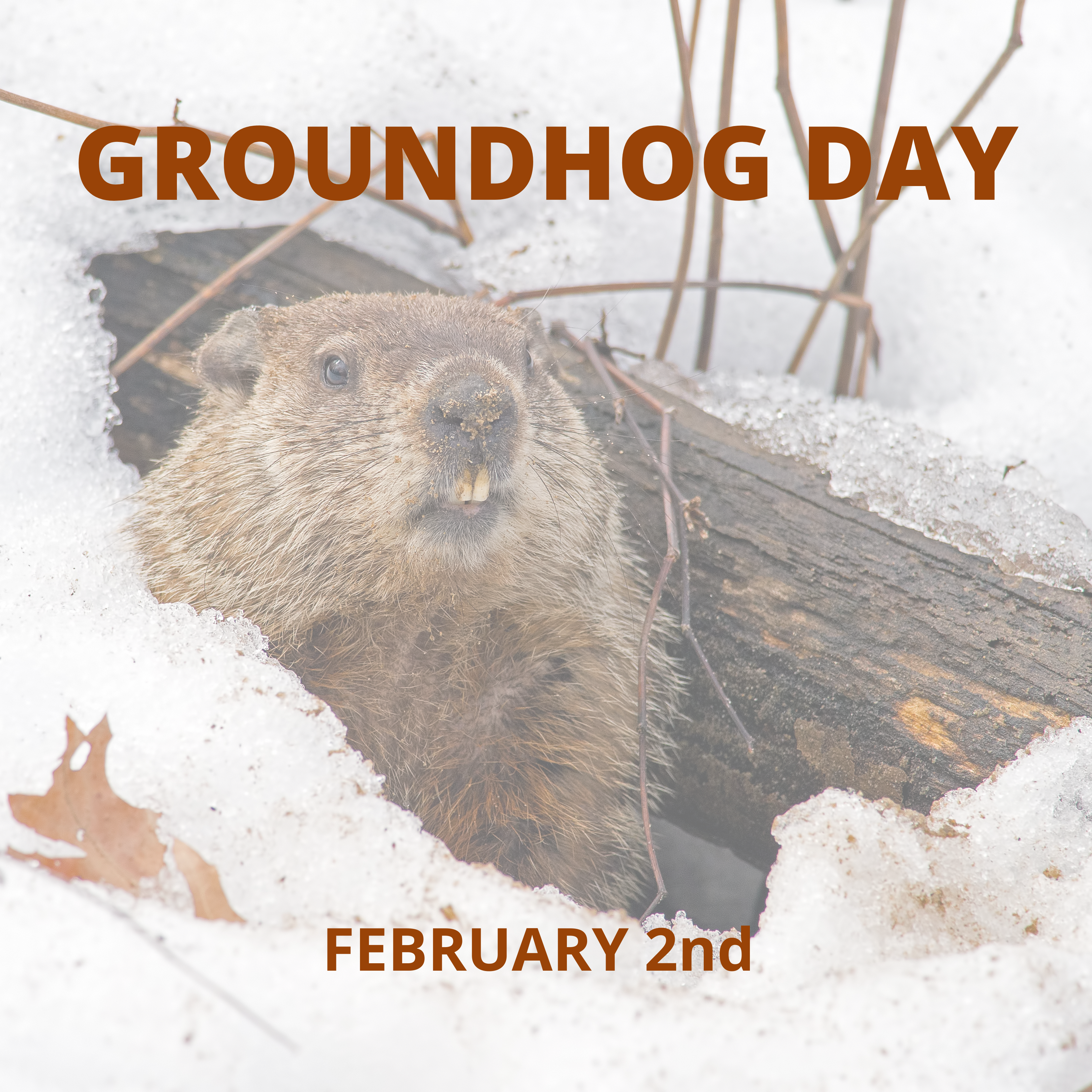 Ground Hog Day