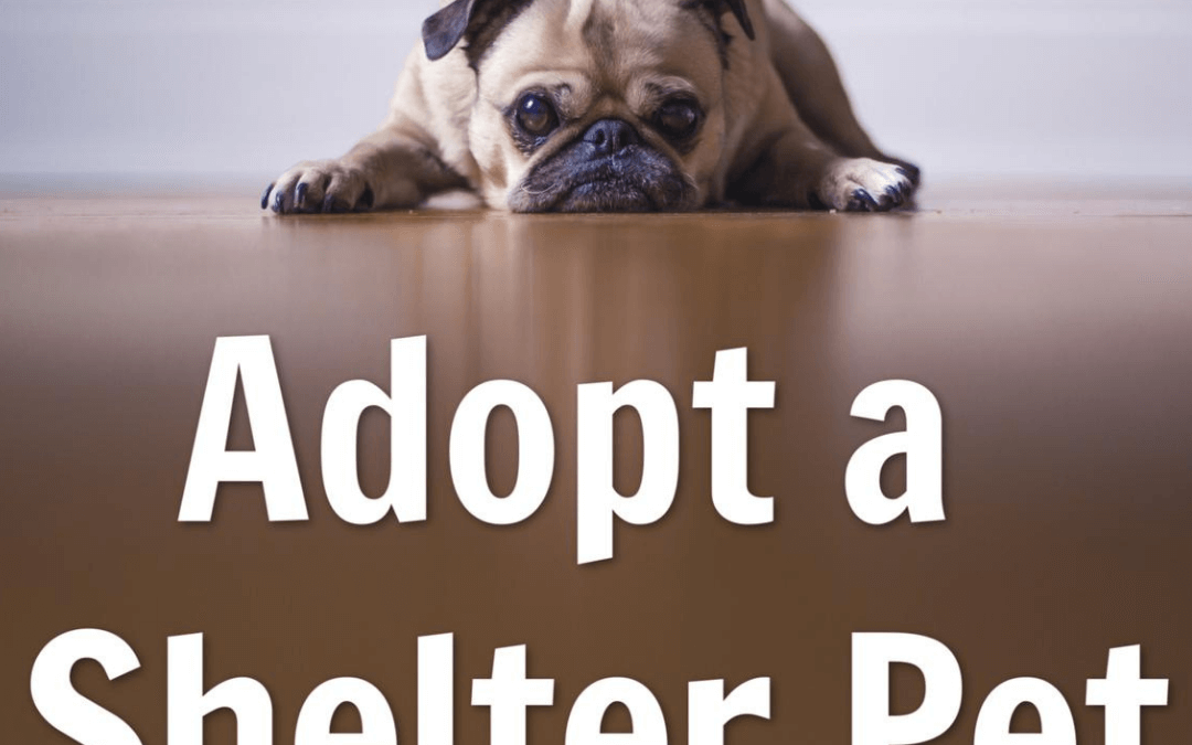 Adopt a Shelter Pet Day!