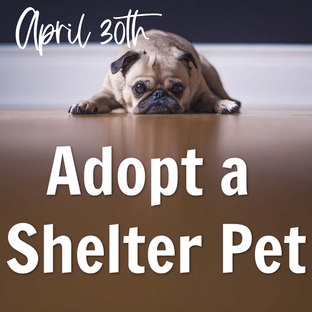 Adopt a Shelter Pet Day!