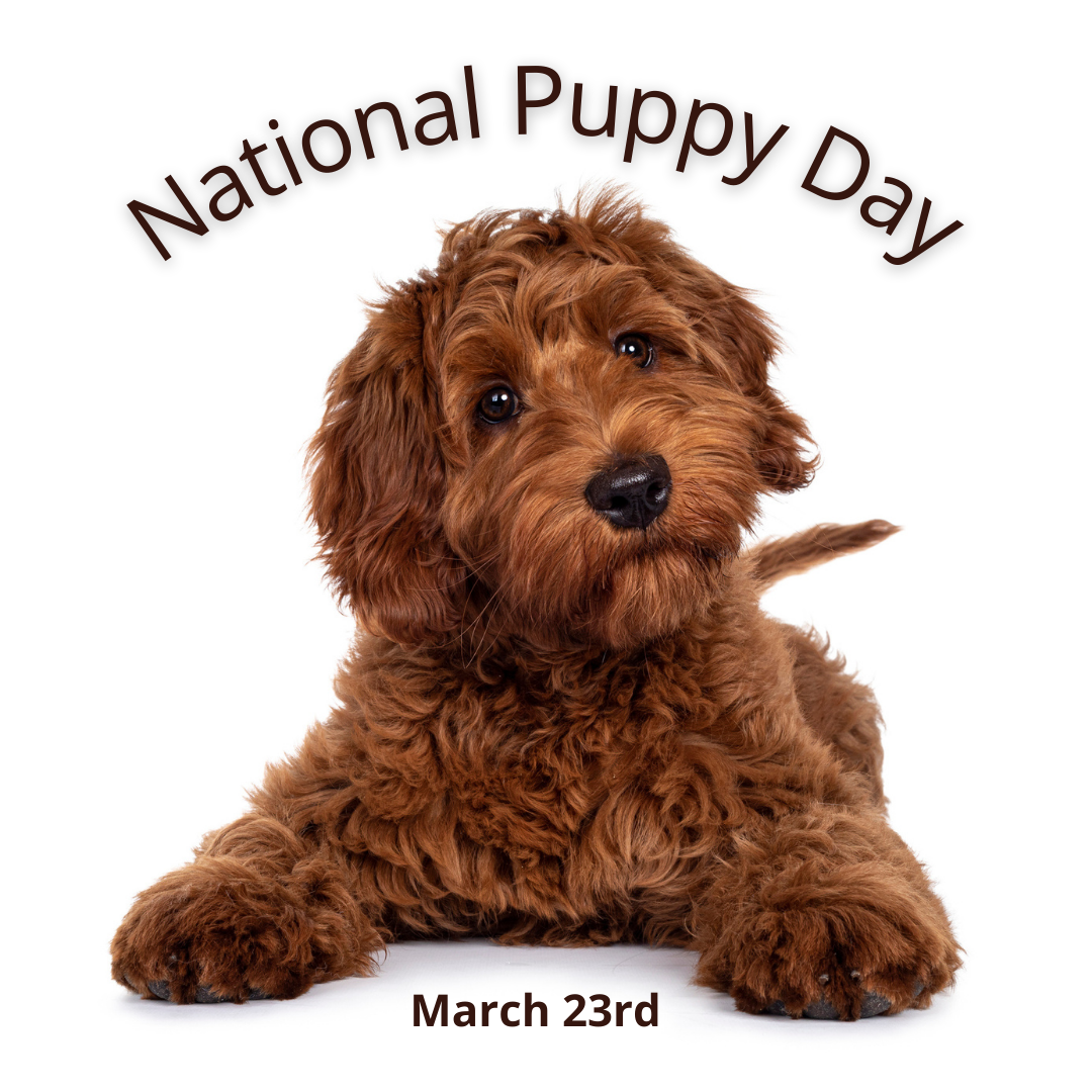 March 23rd National Puppy Day 1