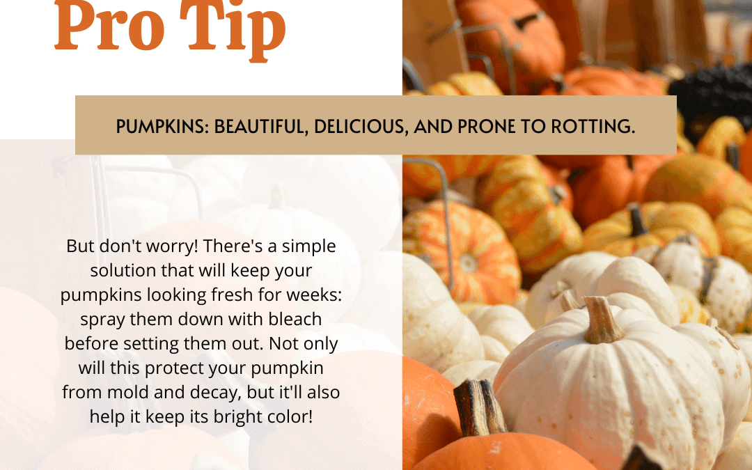 Oct. 18th – Pumpkin Pro Tip