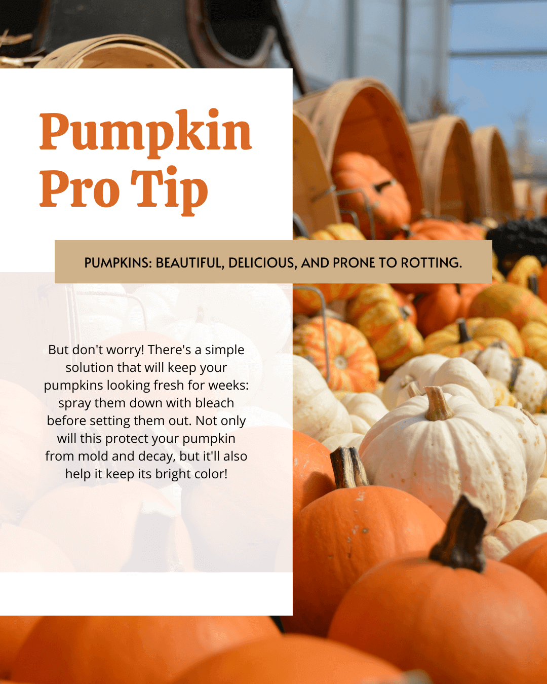 Oct. 18th – Pumpkin Pro Tip