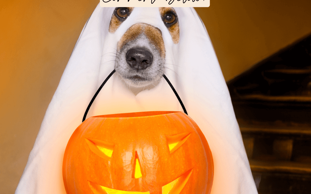 Oct. 19th – Best Halloween Costume Ever?