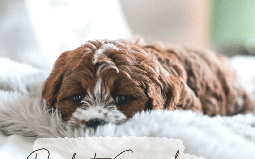 Dec. 16th -Ready to snuggle?