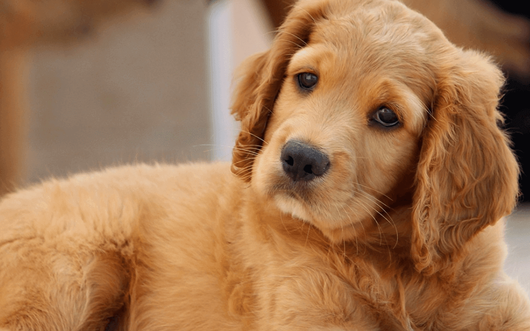 Jan. 28th – Is your house puppy-proof?