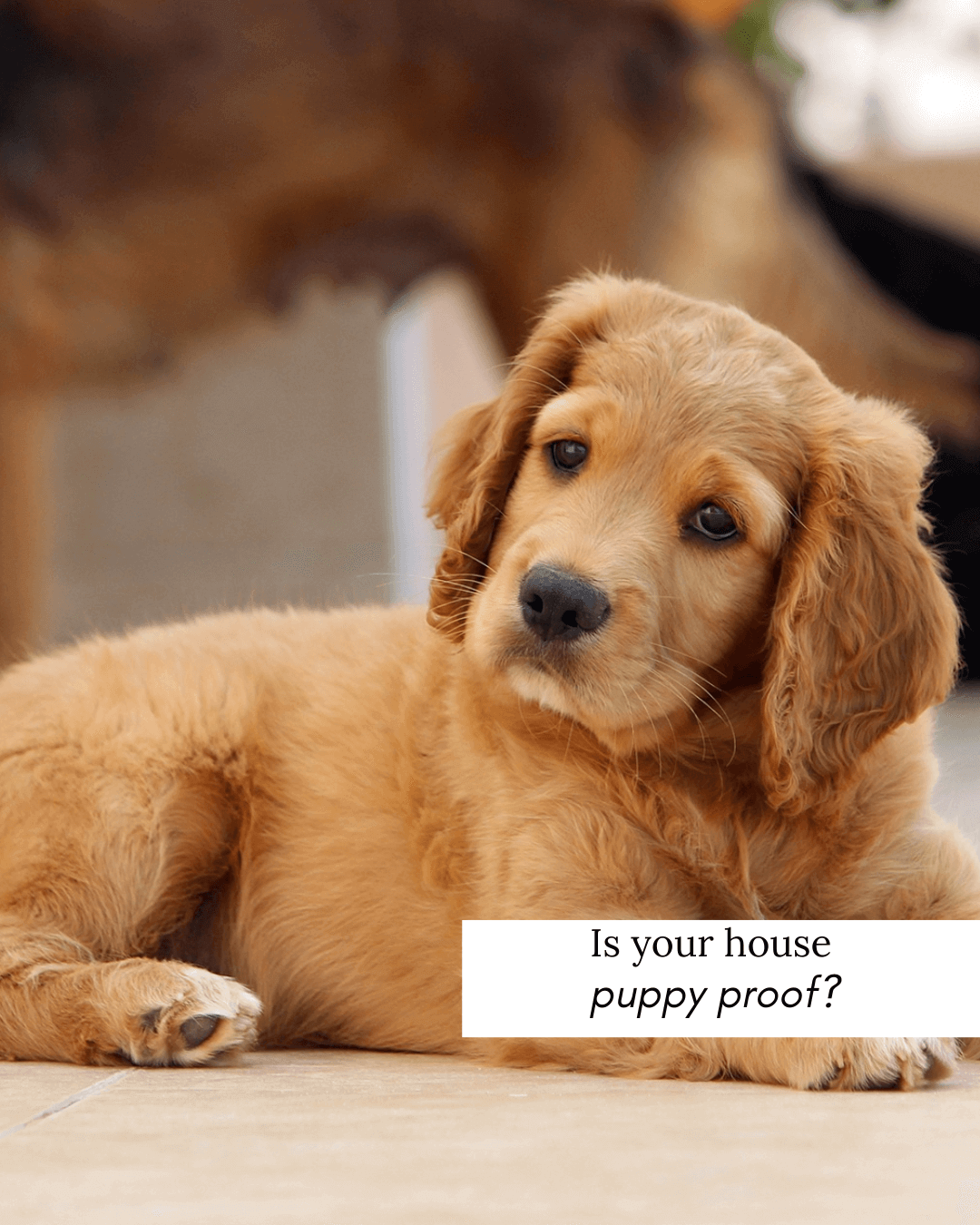 Jan. 28th – Is your house puppy-proof?