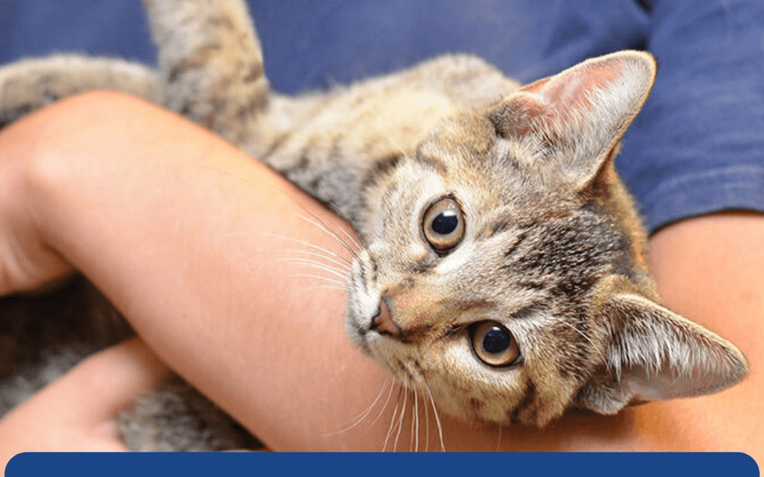 March 2nd – International Rescue Cat Day