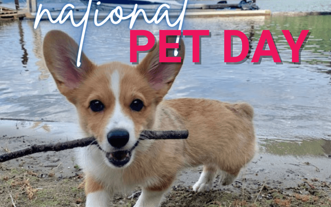 April 11th -Happy National Pet Day!