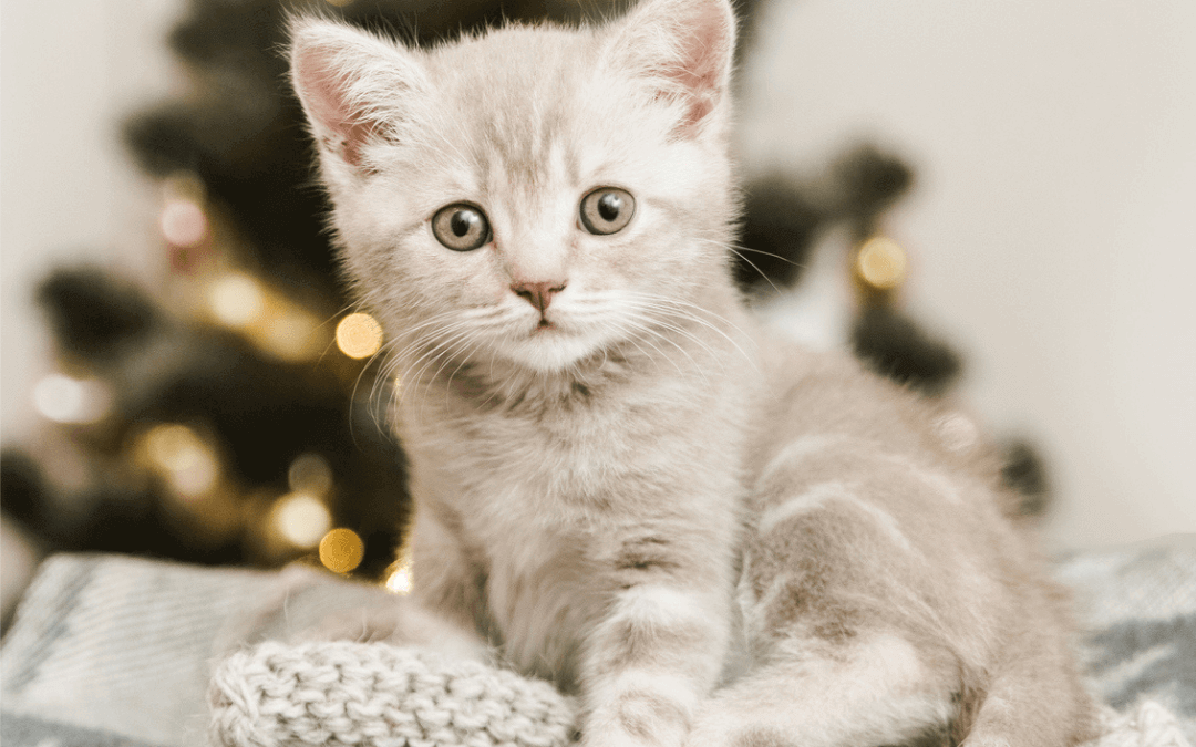 Dec. 14th – Make a purrfect Christmas?