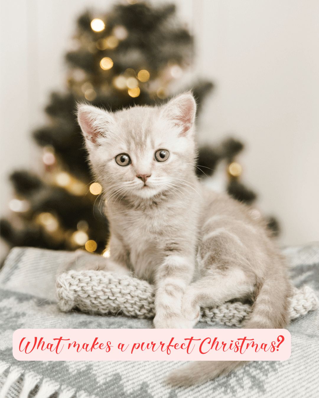 Dec. 14th – Make a purrfect Christmas?