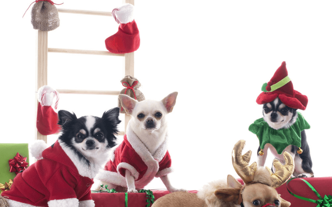 Dec. 17th – Show Us Your Xmas Furbabies