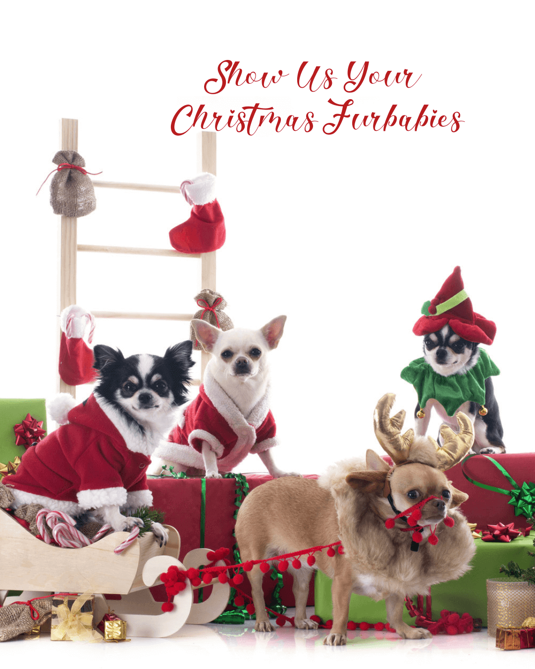 Dec. 17th – Show Us Your Xmas Furbabies