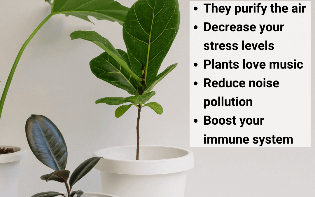 Jan. 6th – House Plant Facts