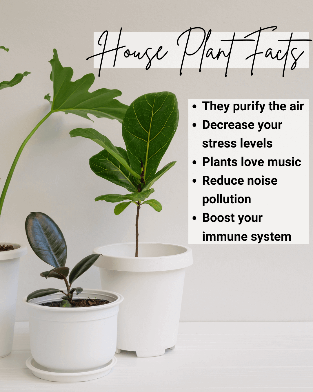 Jan. 6th – House Plant Facts
