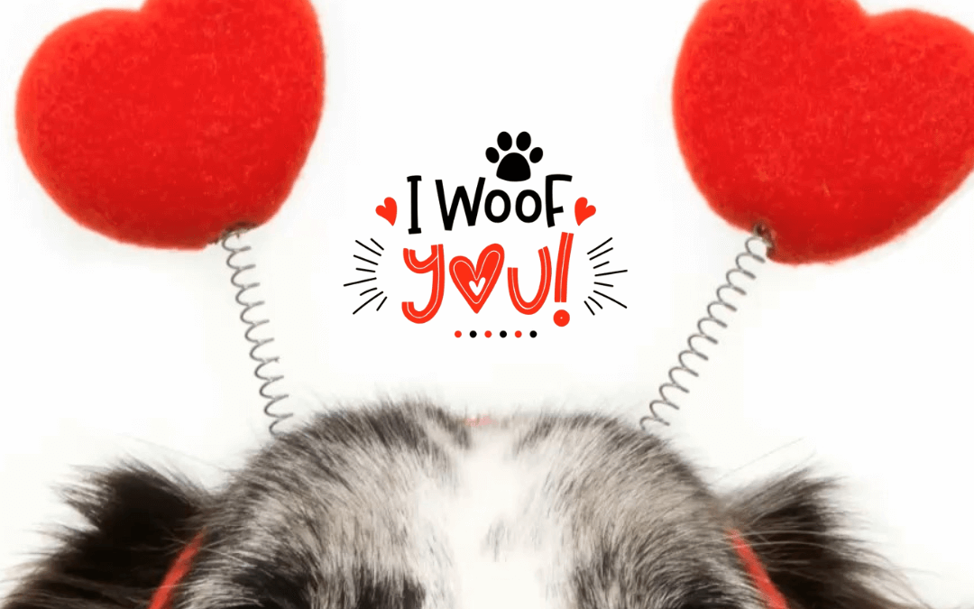 Feb. 20th – National Love Your Pet Day