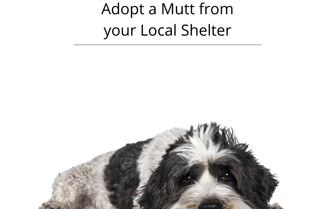 July 31st – National Mutt Day