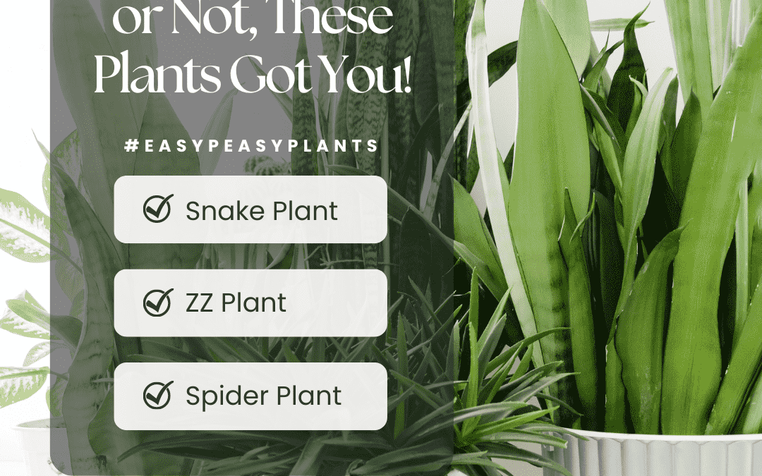 Sept.20th – 3 easy care plants