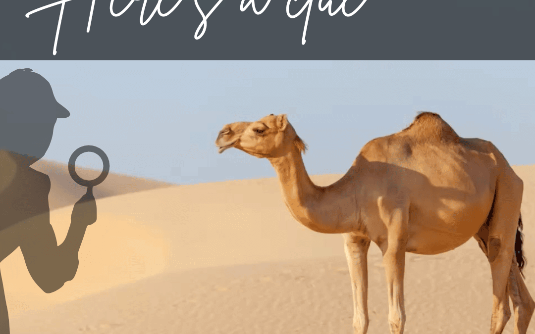 Wednesday – Hump Day