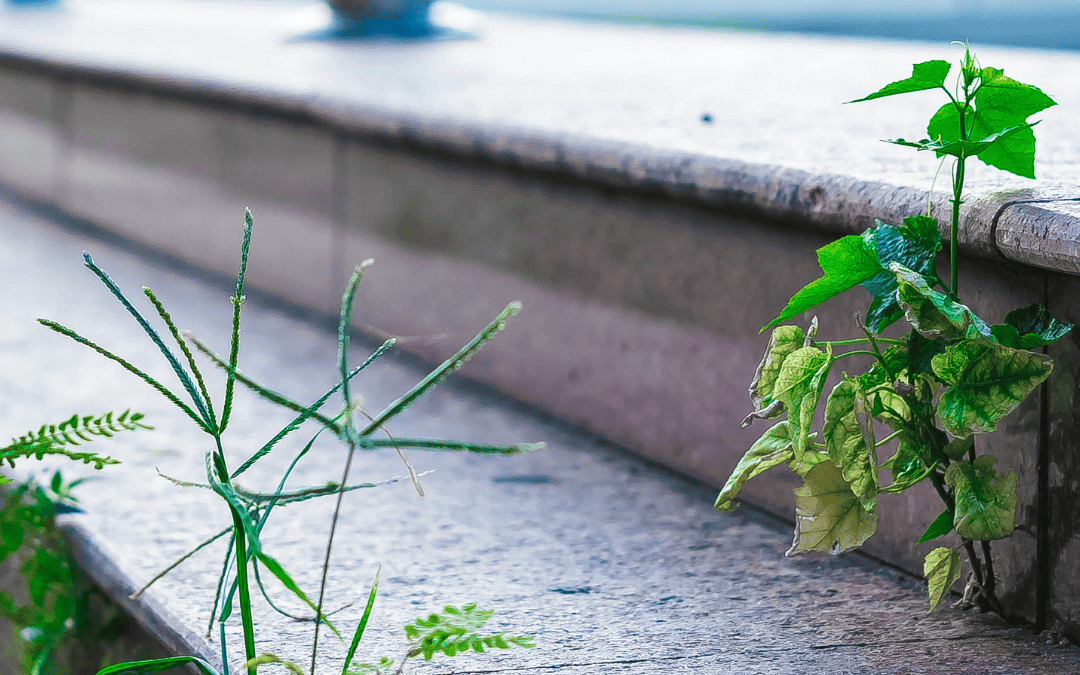 June 13th – Weed Your Garden Day