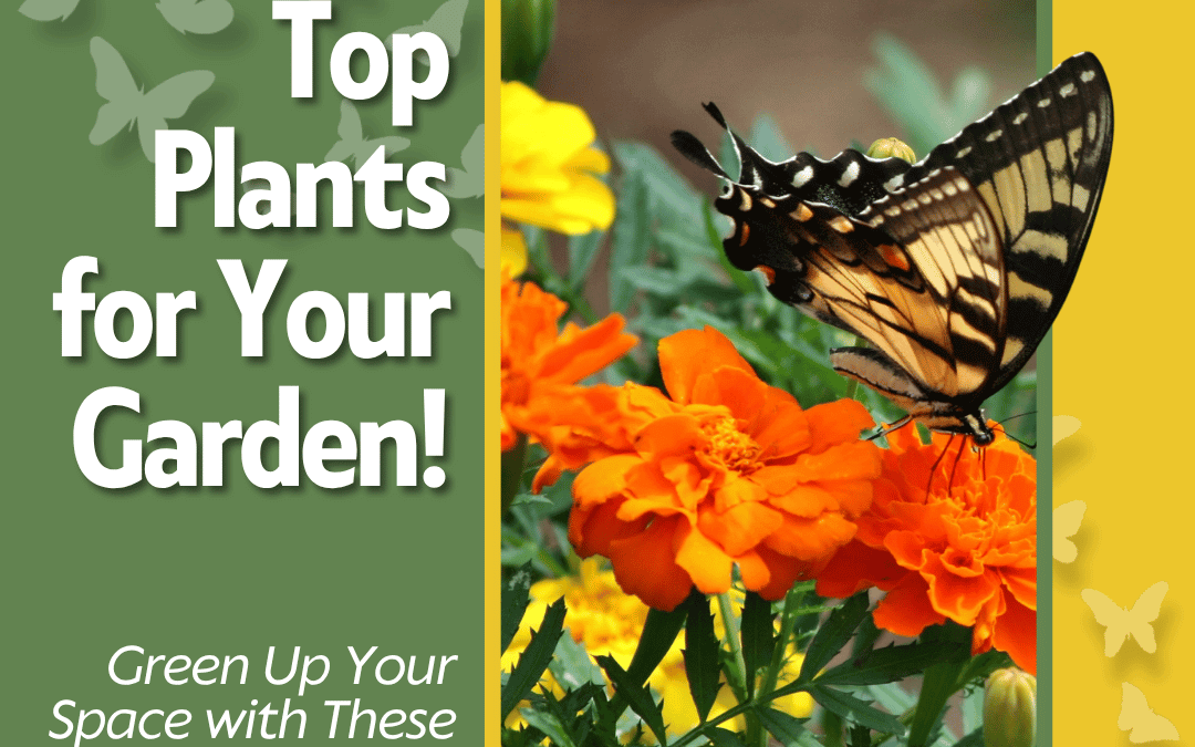 July 4th – Top Plants for your Garden