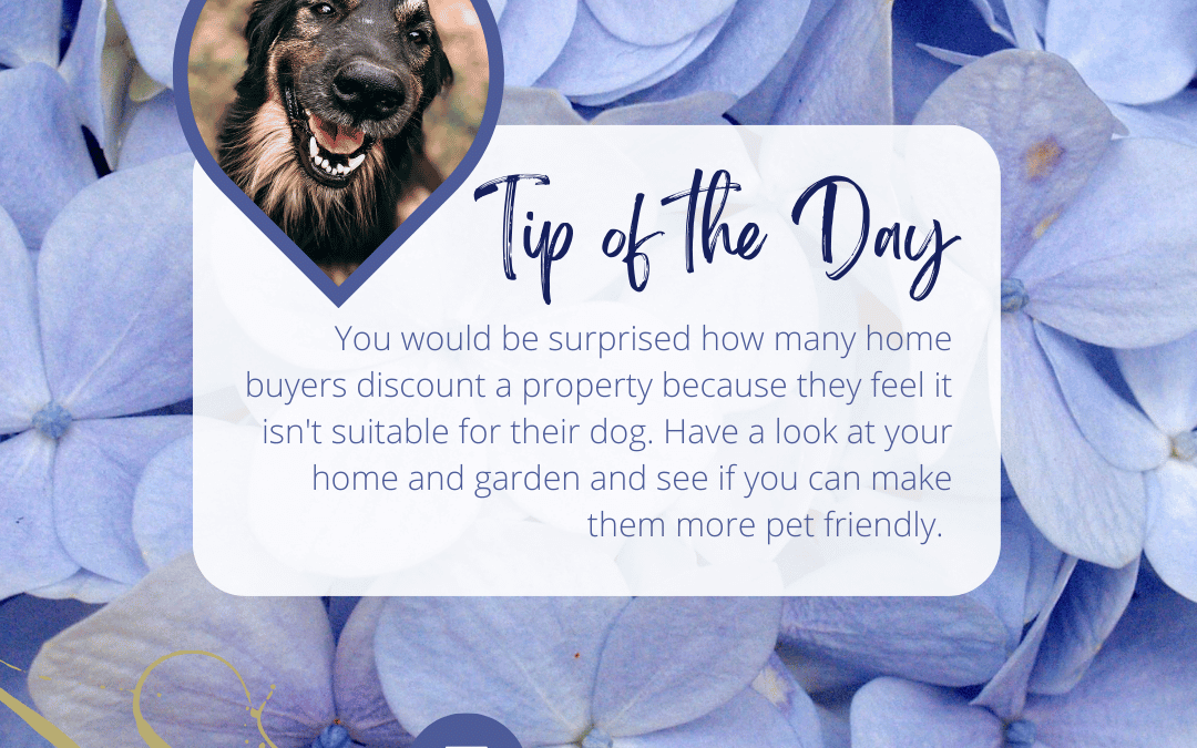 Feb. 21st – Pet Friendly Homes