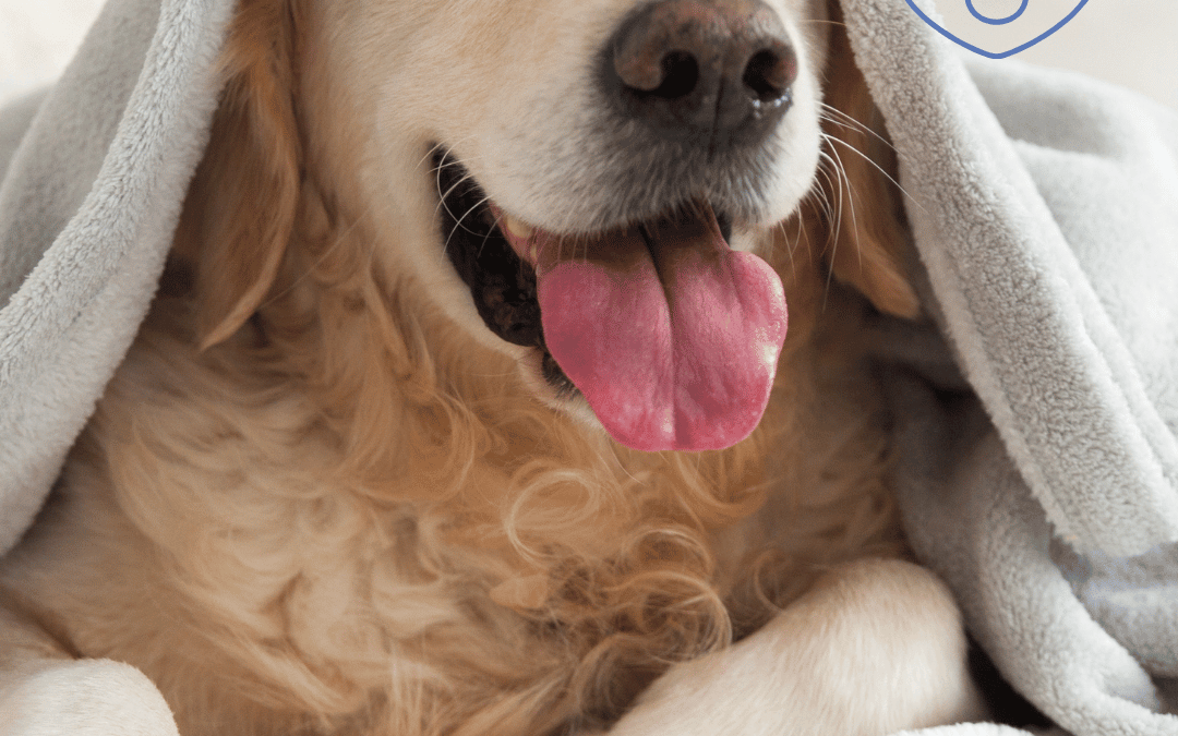 June 10th – Your Pet